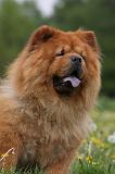 CHOW CHOW 470